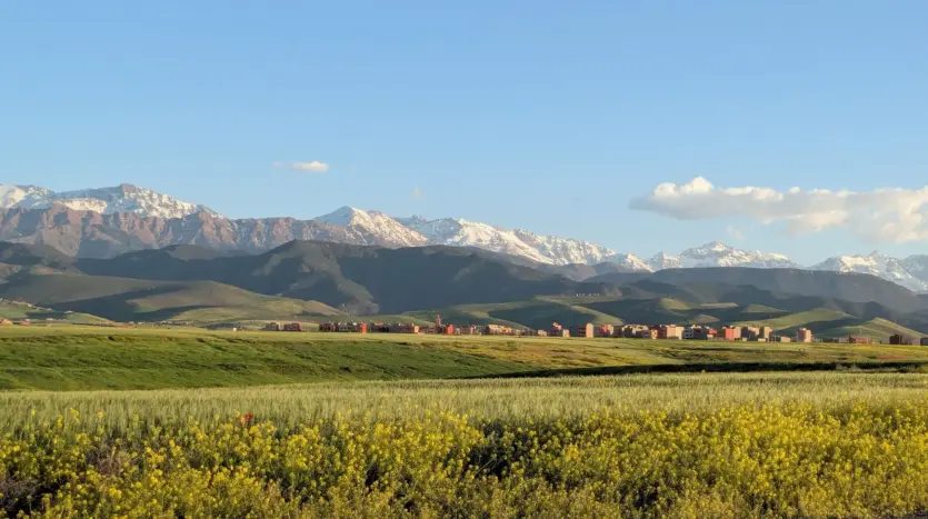 Green fields below the snow-capped Atlas in spring