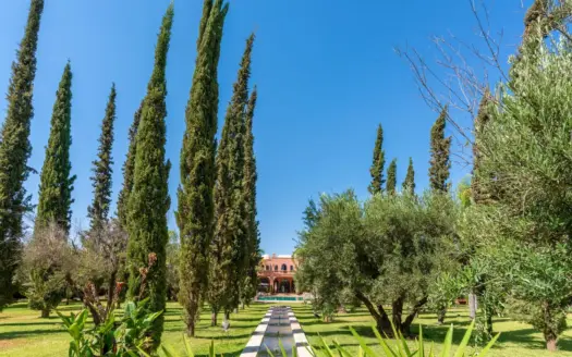 Cypress and olive garden of Palais Mauresque