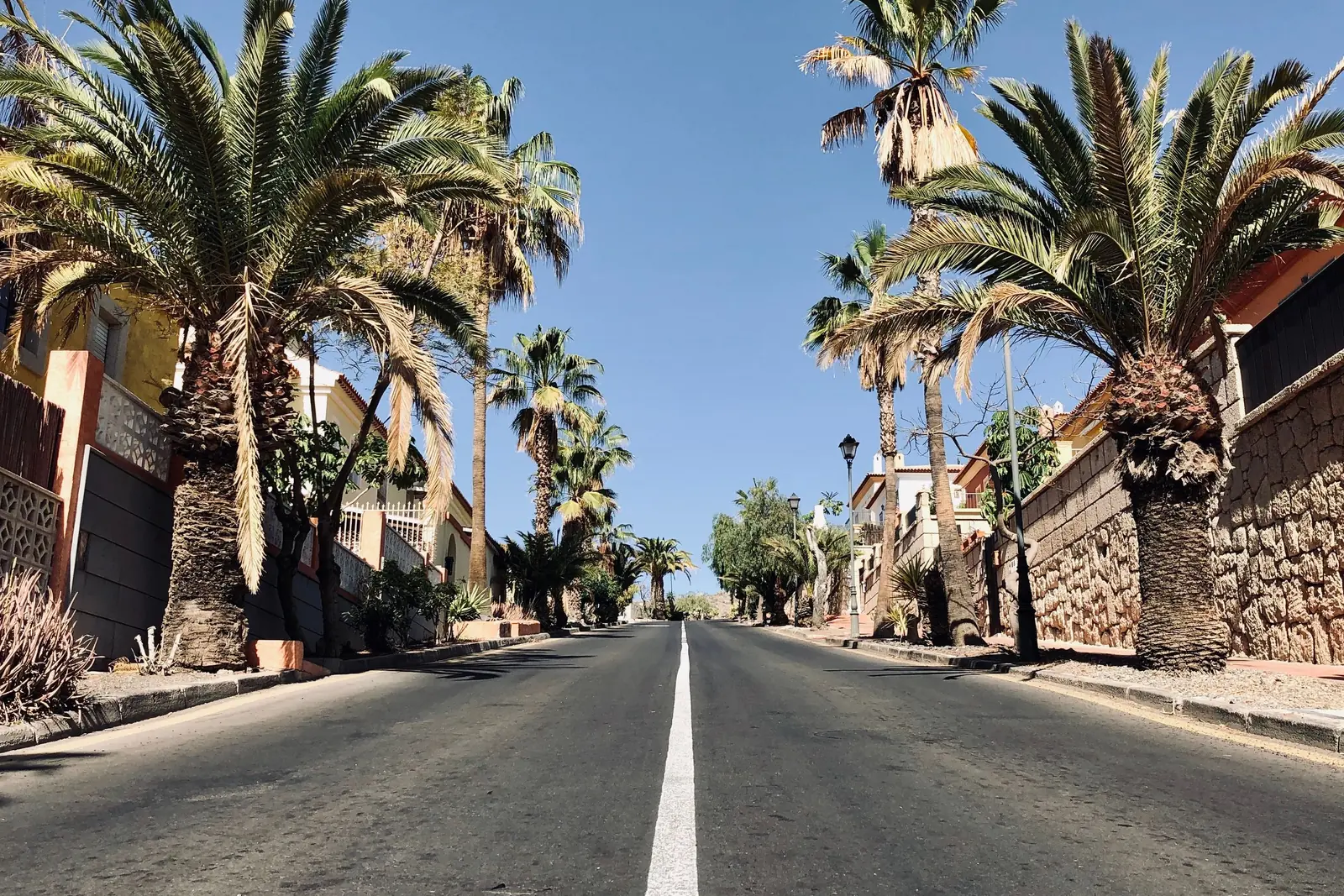 Palm-lined avenue on a sunny day