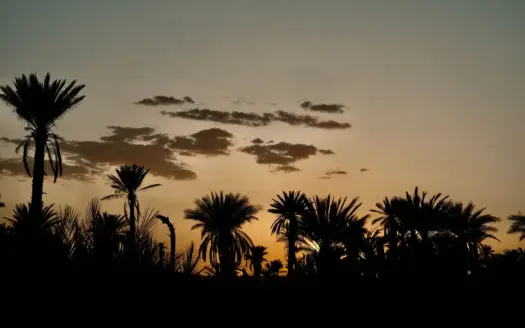 Palm trees silhouetted against the sunset sky
