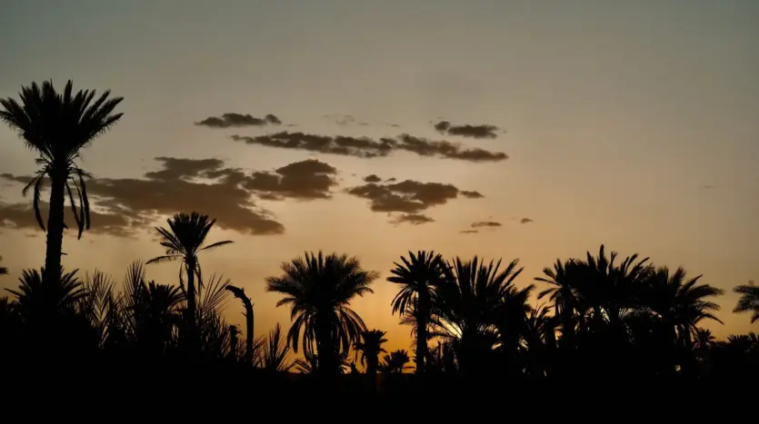 Palm trees silhouetted against the sunset sky