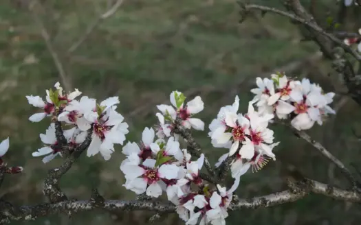 Almond blossom in full bloom