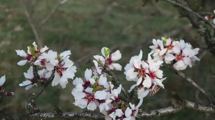Almond blossom in full bloom