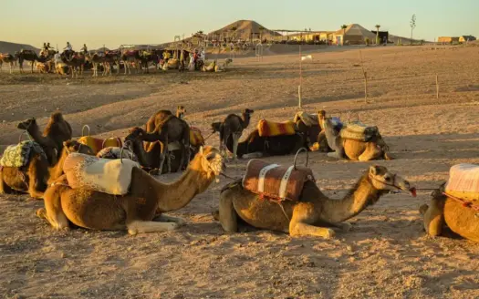 Best Marrakech Excursions: 7 Trips Worth Booking in 2026