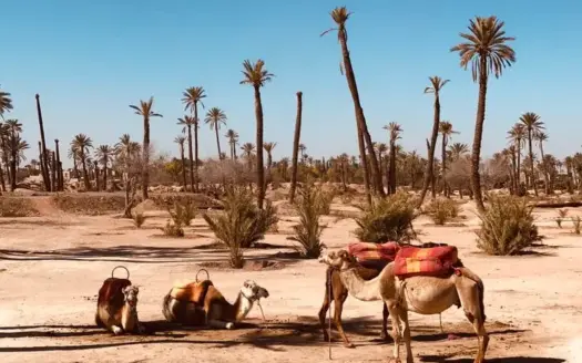 10 Best Family-Friendly Things to Do in Marrakech with Kids