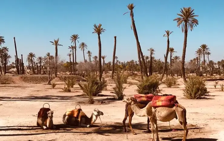 10 Best Family-Friendly Things to Do in Marrakech with Kids