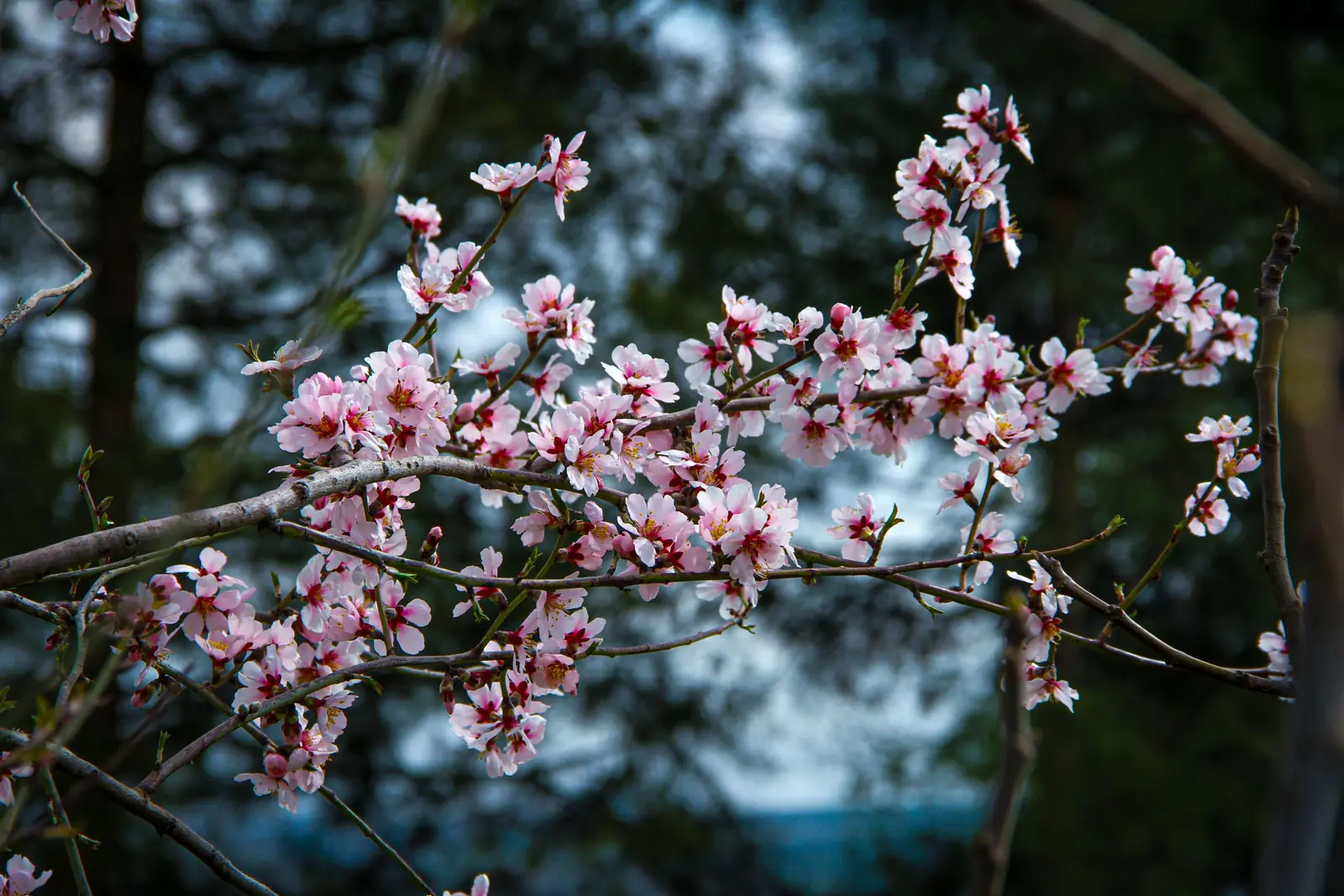 Pink and white almond blossom on bare branches