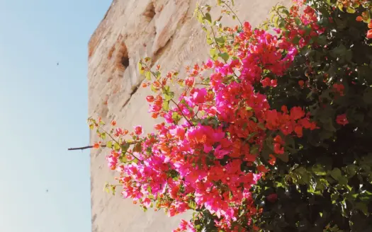 Pink bougainvillea in bloom against an ochre wall
