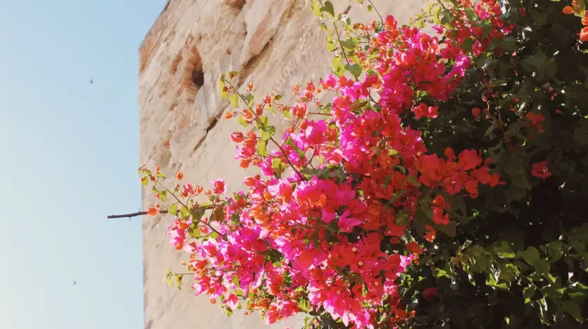 Pink bougainvillea in bloom against an ochre wall