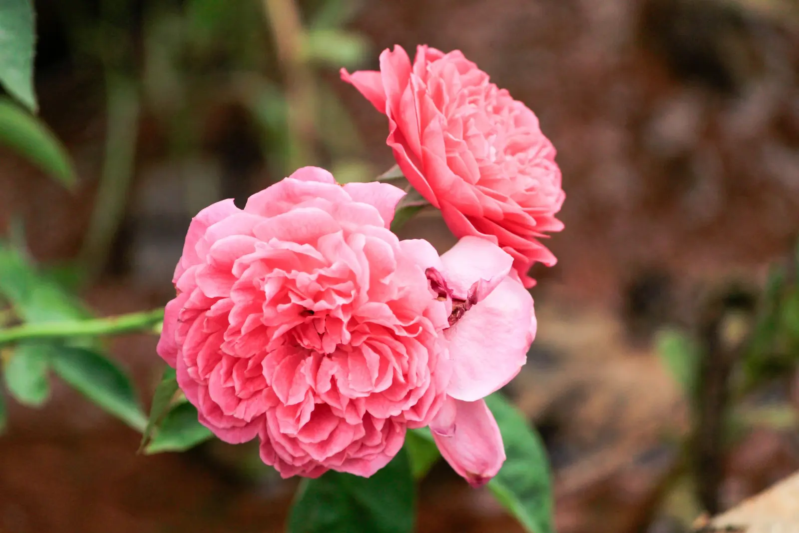 Pink roses in bloom