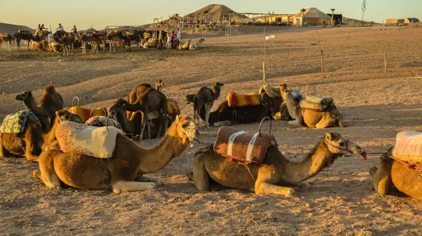 Camel Rides in Marrakech: 2026 Guide & Insider Tips