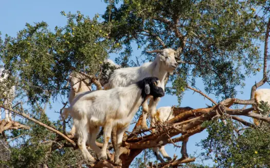 Goats standing on the branches of an argan tree in southern Morocco