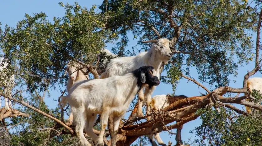 Goats standing on the branches of an argan tree in southern Morocco