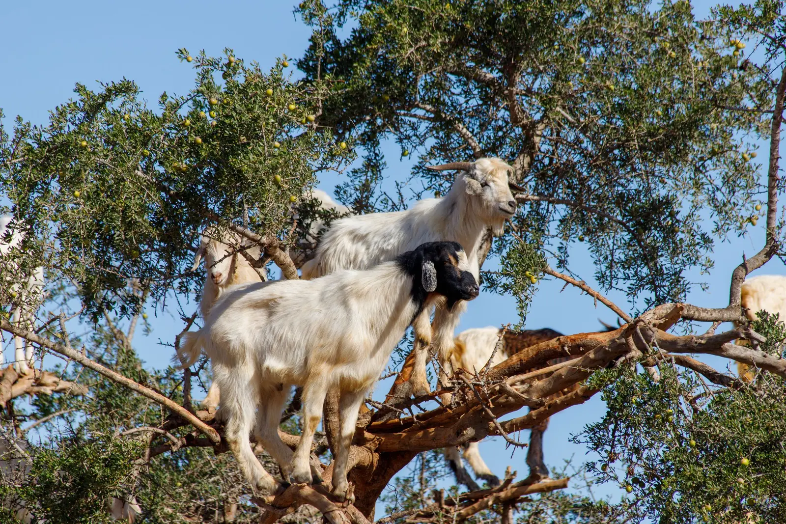 Goats standing on the branches of an argan tree in southern Morocco