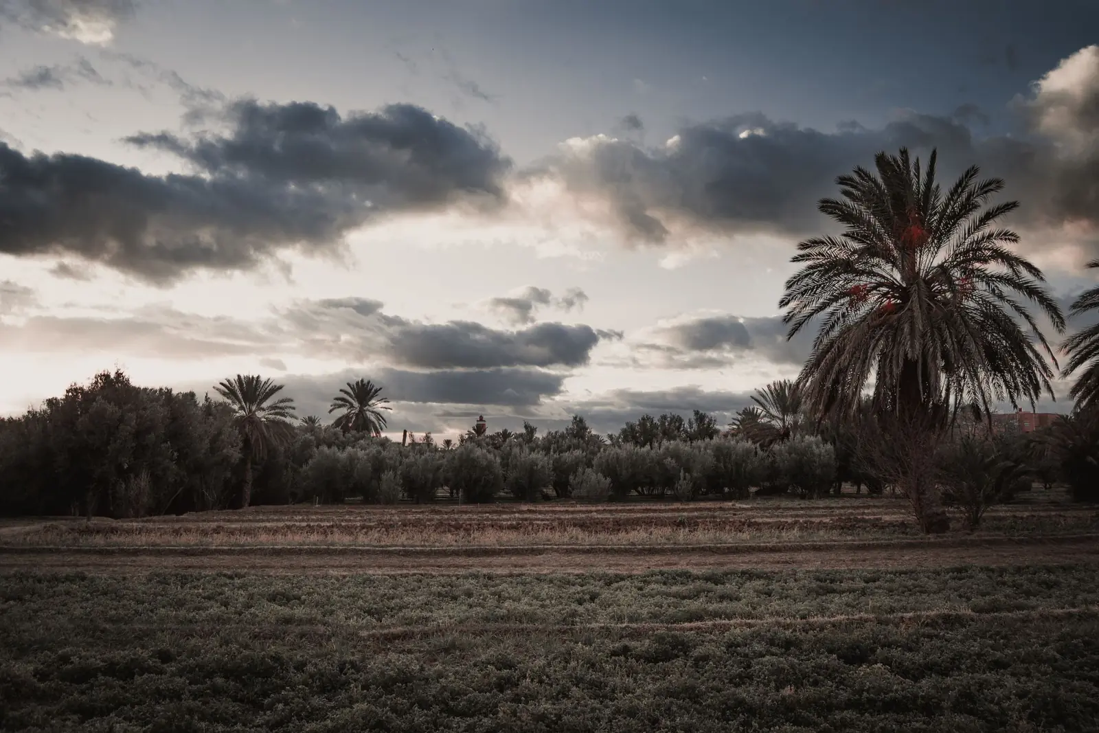 Palm trees under autumn clouds in the Moroccan countryside